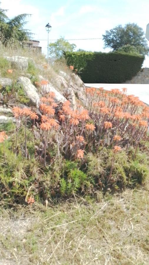 Vila Casa Rural El Refugi Platja D'Aro 4 Romanyá de la Selva Exteriér fotografie